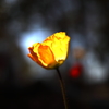 光の花