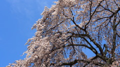天野山金剛寺枝垂桜