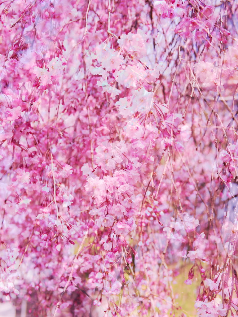 枝垂桜