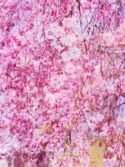 枝垂桜