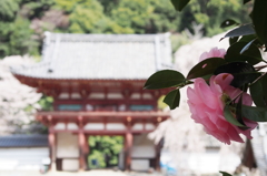 天野山金剛寺椿