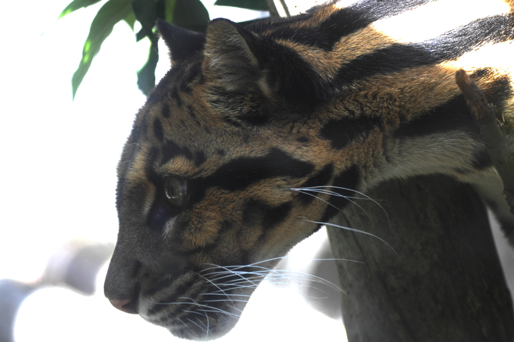 天王寺動物園　ユキヒョウ