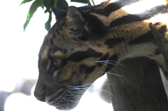 天王寺動物園　ユキヒョウ
