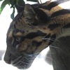 天王寺動物園　ユキヒョウ