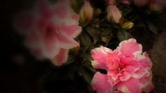 花の形象
