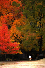 紅葉
