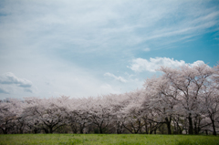 桜ひろば