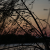 夕柳