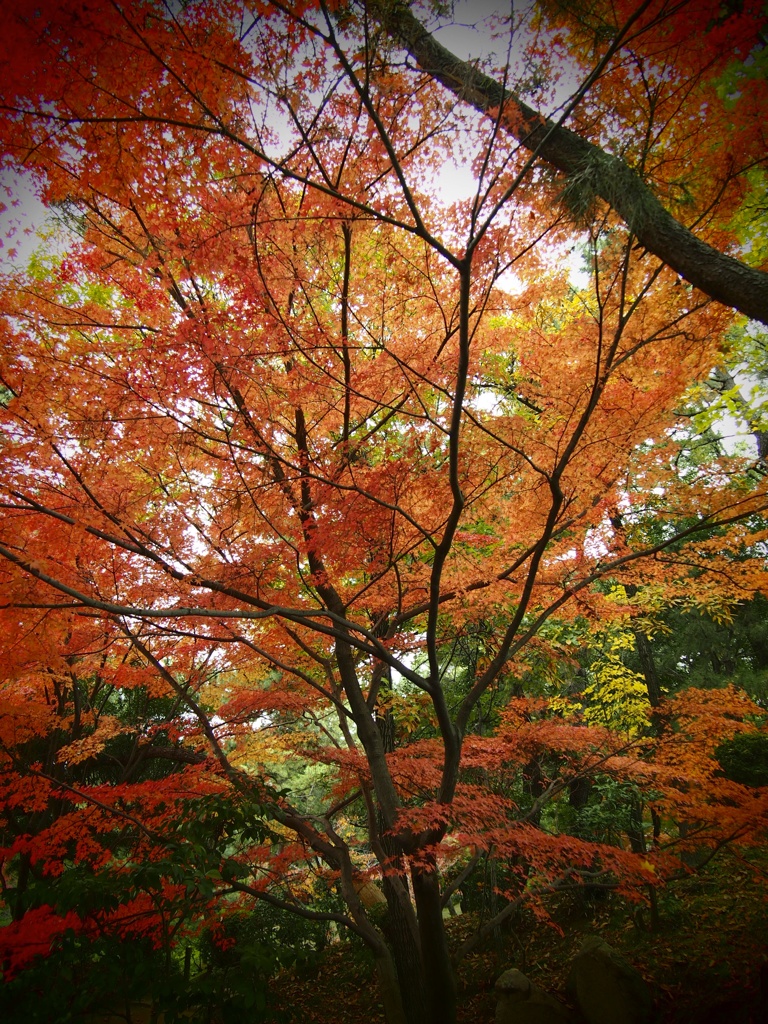 紅葉