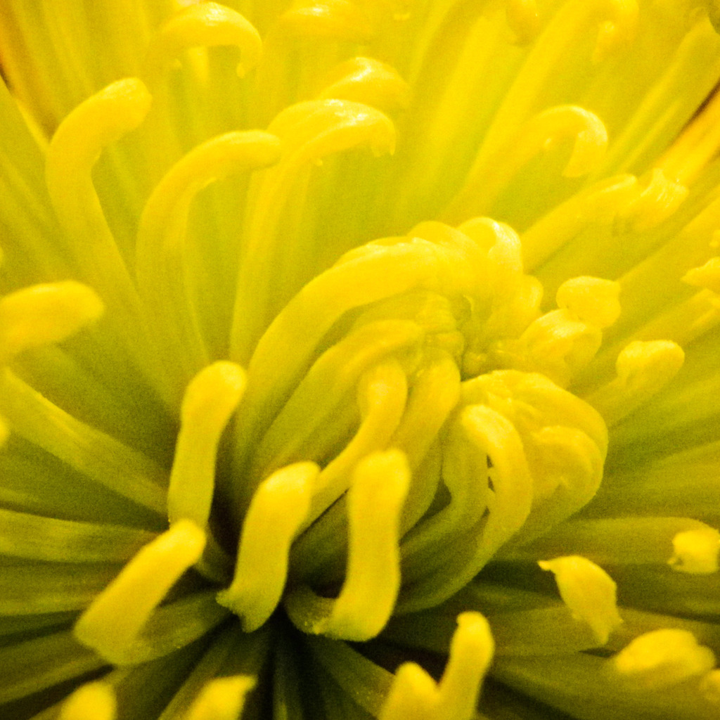 菊