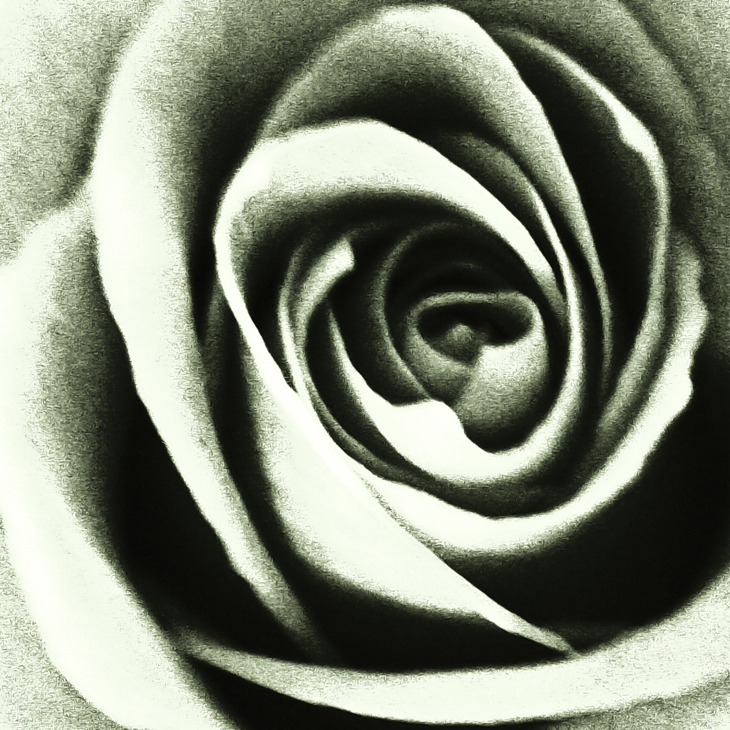 モノクロの薔薇