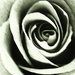 モノクロの薔薇