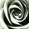 モノクロの薔薇