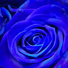 青い薔薇