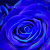 青い薔薇