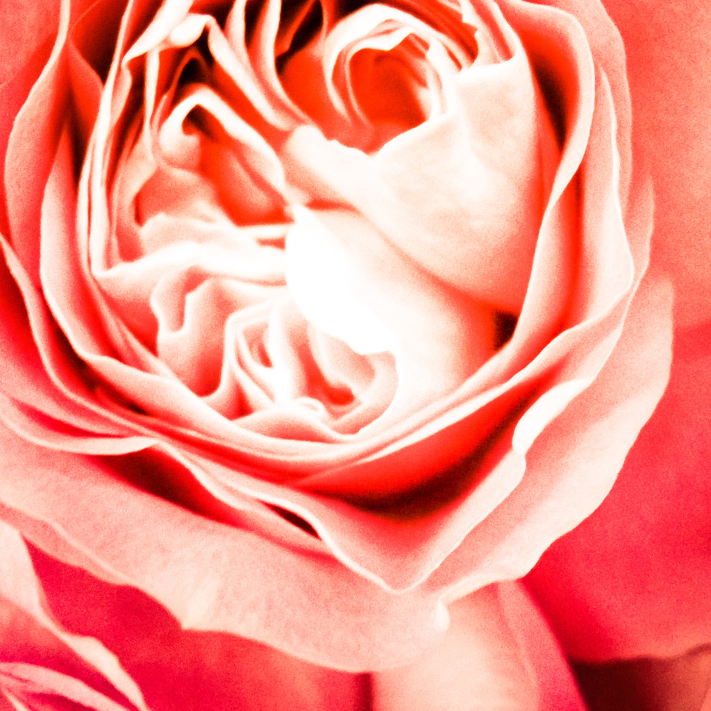 薔薇