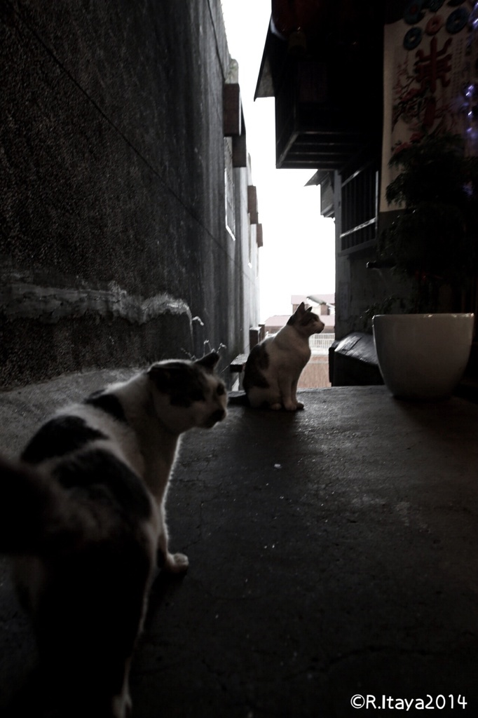 九份 裏路地