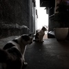 九份 裏路地
