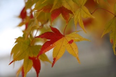 紅葉