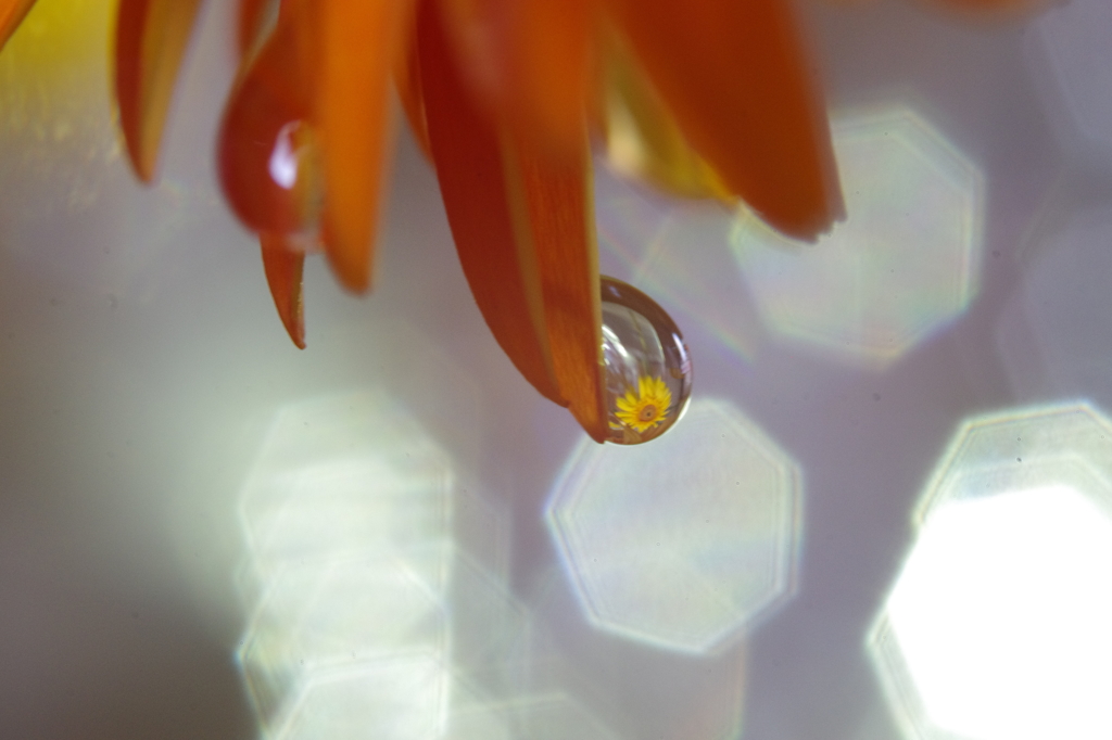 Flower in the drop  -heptagon-