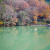紅葉と池のコントラスト