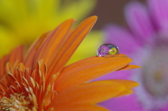 Flower in the drop  -Pair-