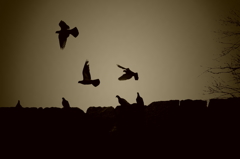 FLY!