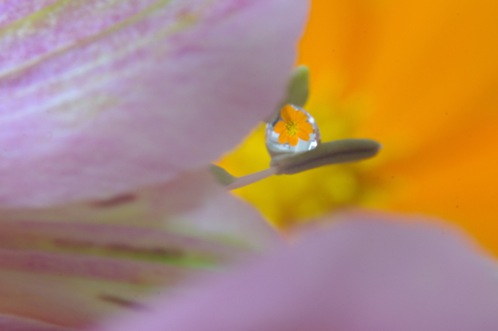 Flower in the drop  -Orenge-