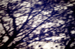 Shadow