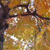 紅葉の1枚