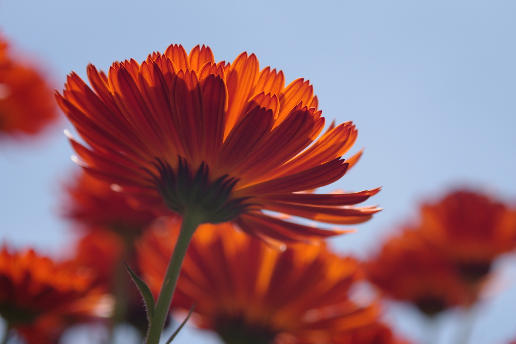 Flower+　#23