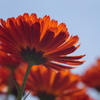 Flower+　#23