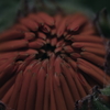 蕾　-希望-