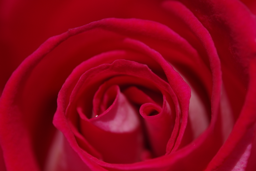 Flower+　#17