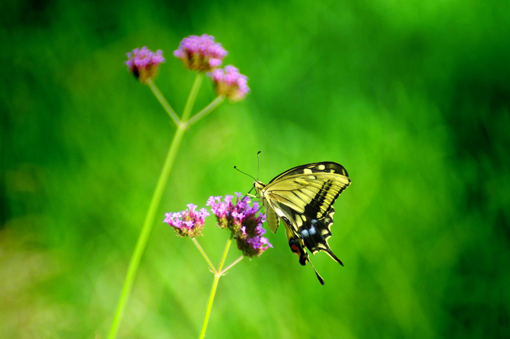 Life of butterfly