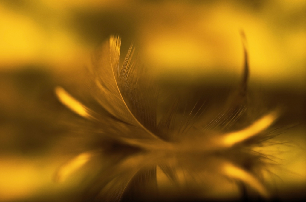 Golden feather