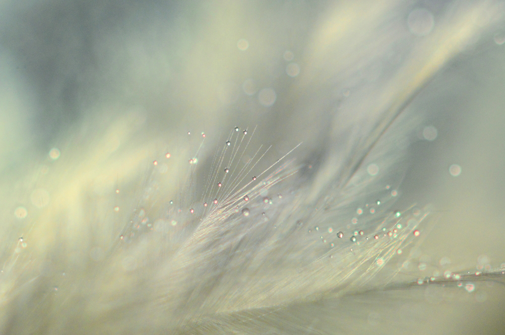 Feathers of mystery