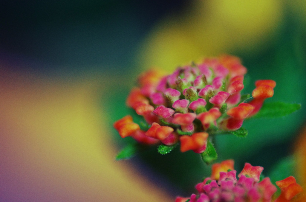 Lantana　03