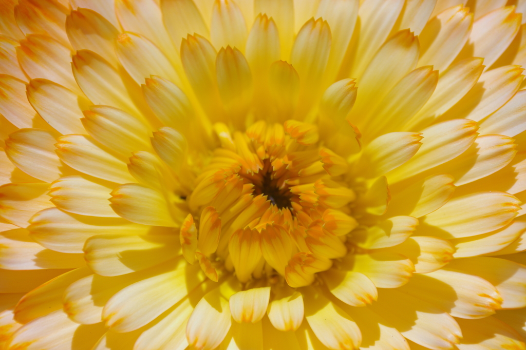 Flower+　#22