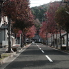 終わりゆく紅葉