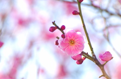 梅の花　#05