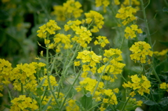菜の花