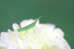Grasshopper on the flower 