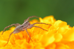 Spider on the flower 