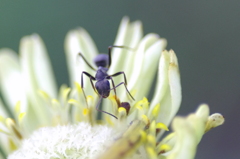 Ant on the flower 