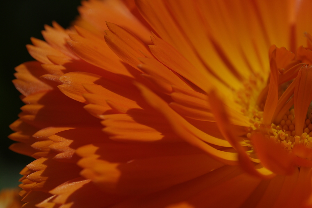 Flower+　#18