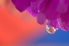 Flower in the drop  -Blue&Red-