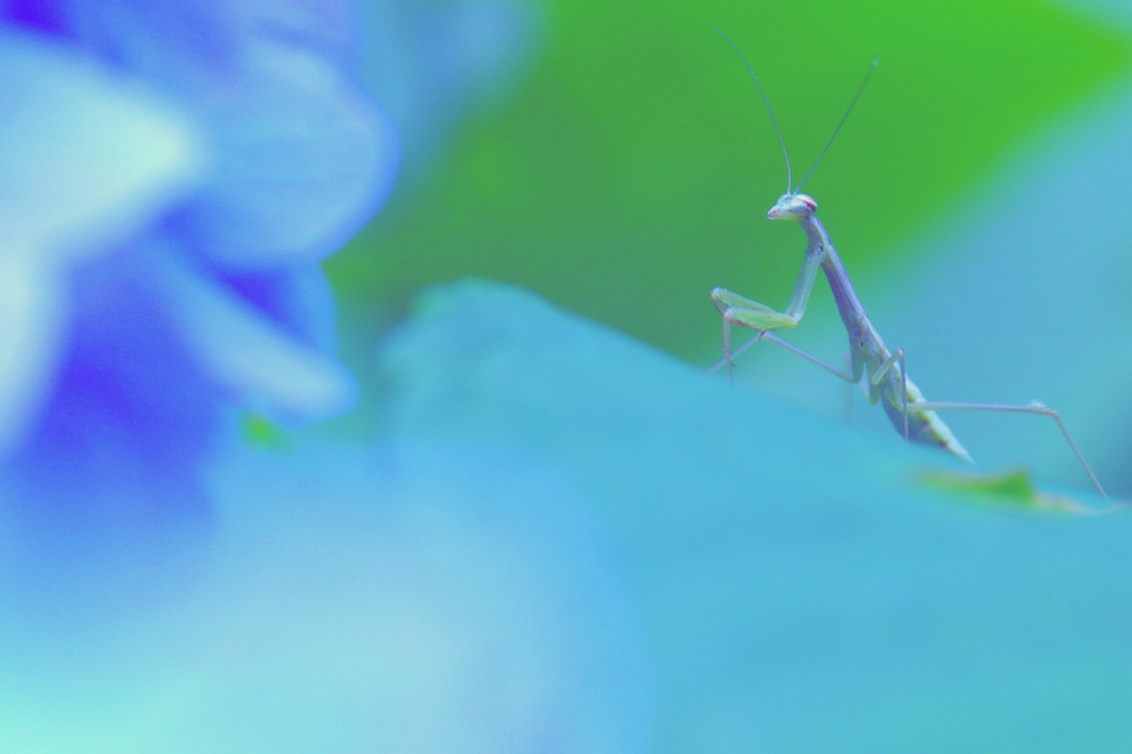 夢見るカマキリ