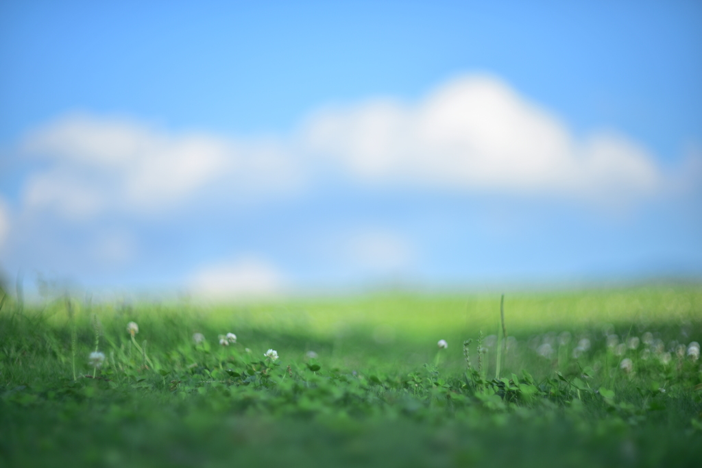 しろつめ草と青空
