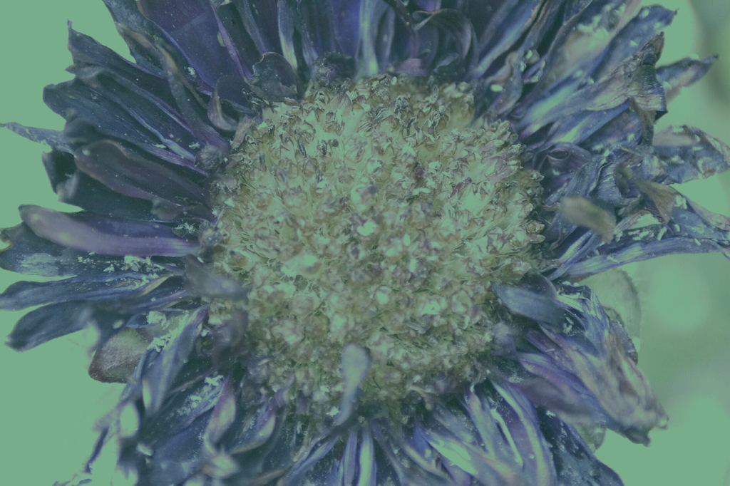 Color #06